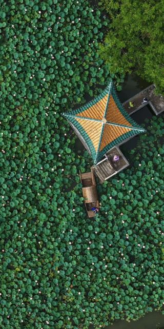 Come to Zhaoqing and challenge the most beautiful lotus flowers online