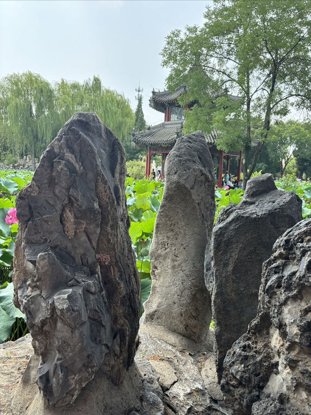 保定古蓮花池賞荷攻略