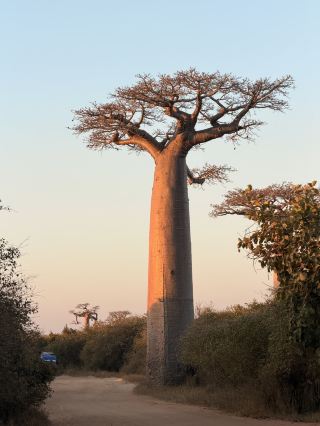 Explore Madagascar in 6 days and unlock a hidden, wild paradise