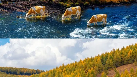 Beautiful for only 20 days a year, this is the true northernmost autumn in China! — traveler post in Mohe
