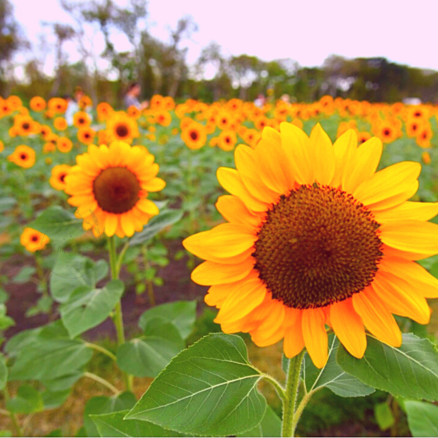 🌻เหลืองบานกลางกรุง