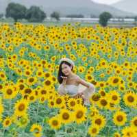 ทุ่งทานตะวัน เขาจีนแล วิวสวย มุมถ่ายรูปเพียบ
