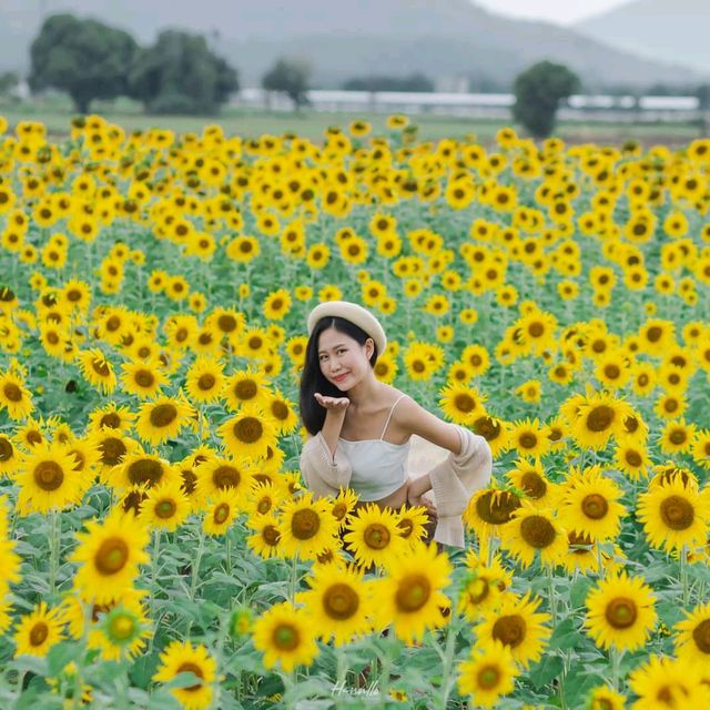 ทุ่งทานตะวัน เขาจีนแล วิวสวย มุมถ่ายรูปเพียบ