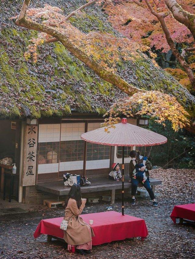 Autumn in Nara with the deers 🦌🇯🇵