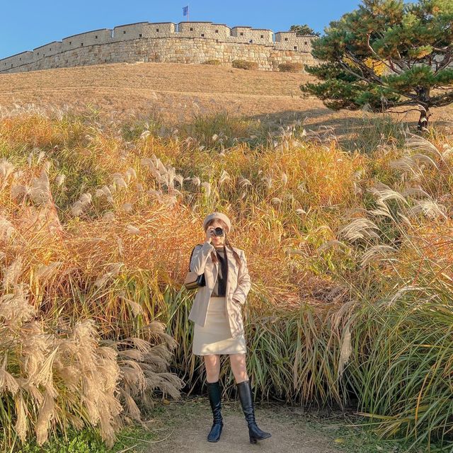 수원 방화수류정 근처에 있는 억새포토존 🌾✨
