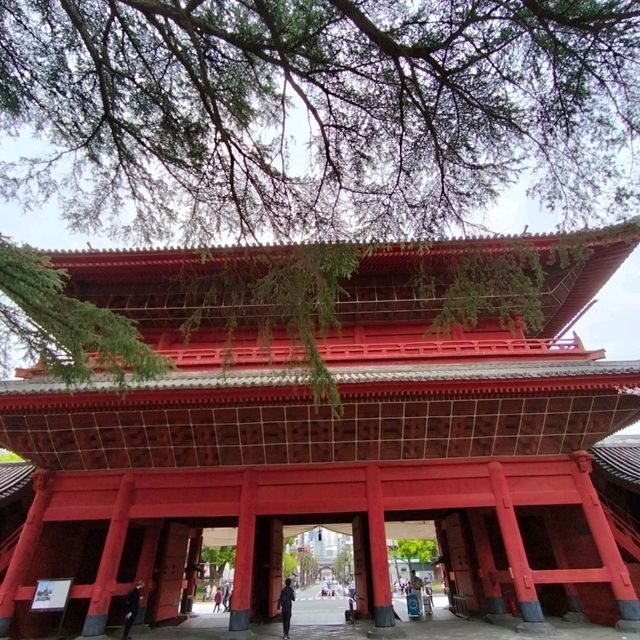 世界中の観光客を呼び寄せる桜の増上寺