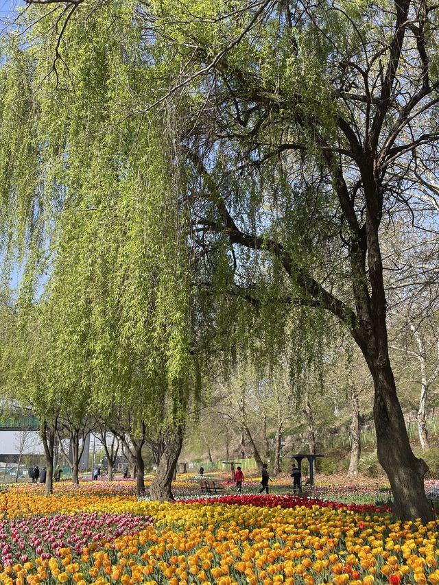 성동구 숨은 벚꽃 명소 공유〰용비교🌷