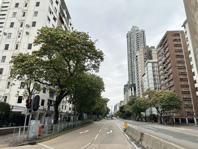 香港賞花 | 太子道西一帶魚木盛放