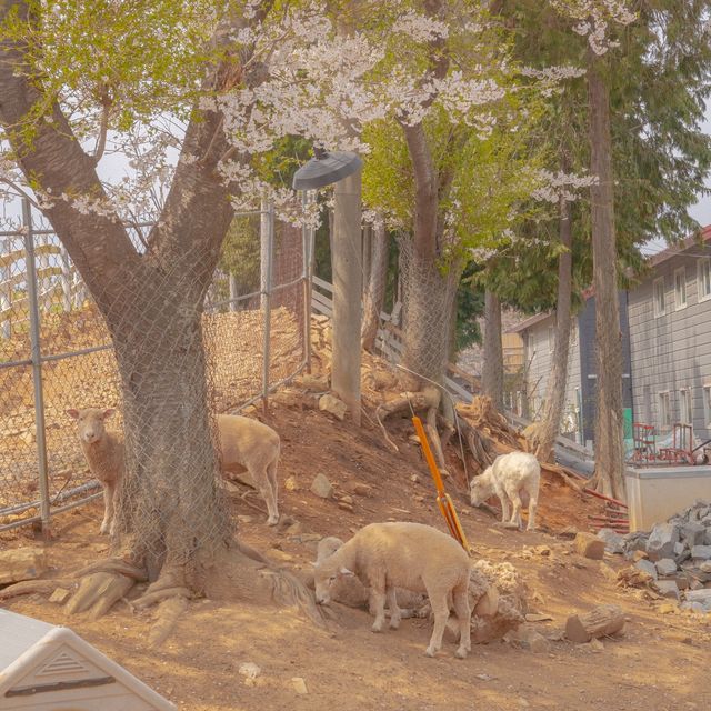 포토존 가득한 체험공간 상상양떼목장