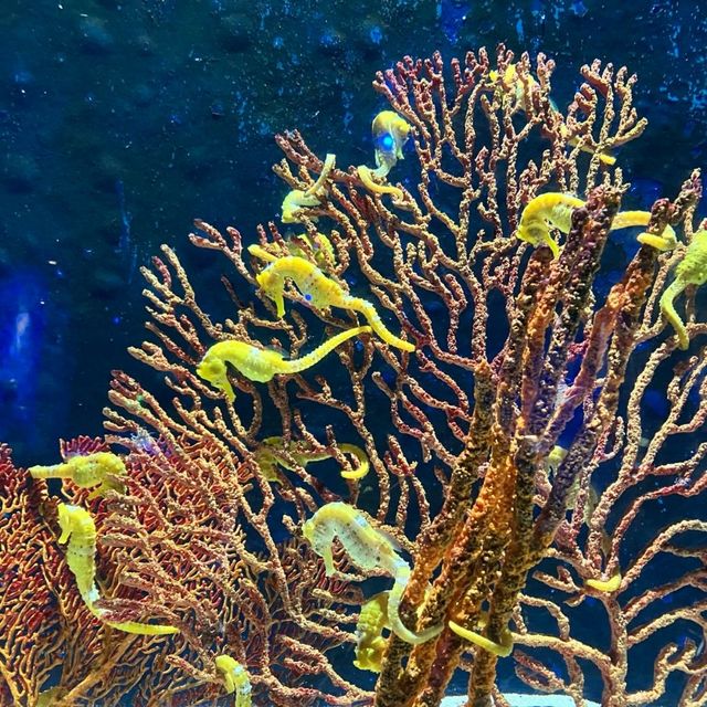 珠海長隆海洋王國之海洋動物