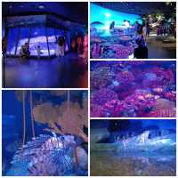 Siam Paragon購物中心有個水族館😍😍😍