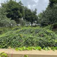 莒光環保公園🐕