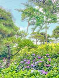 오늘자 실시간 청주 수국 맛집🌸🩵
