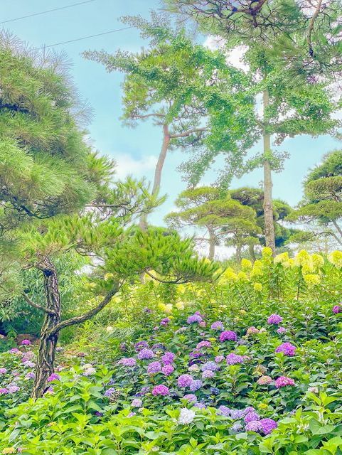오늘자 실시간 청주 수국 맛집🌸🩵