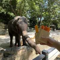 中國深圳｜野生動物園親親長頸鹿🦒小香豬🐷