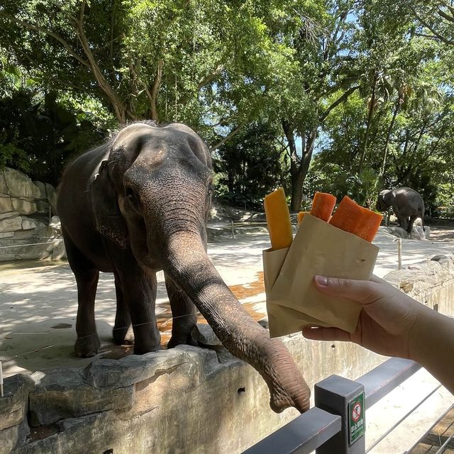 中國深圳｜野生動物園親親長頸鹿🦒小香豬🐷