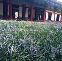 아 경상감영공원.. 달구벌에 불볕더위를 걷다..