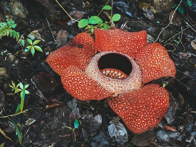 遊大馬🇲🇾沙巴睇大王花