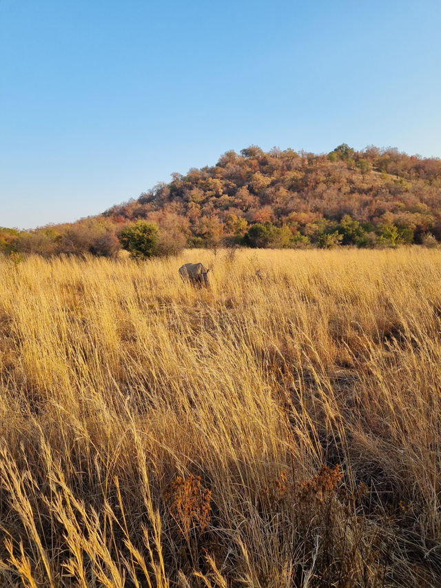 The Safari Drive At Pilanesberg National Park