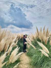 부산에서도 예쁜 팜파스를 볼수 있어요🌾