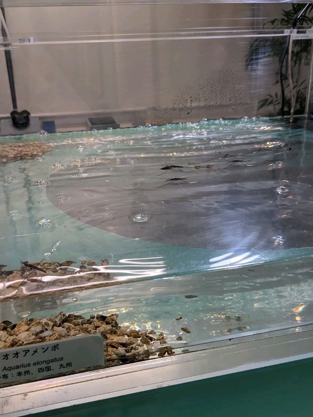 【大阪箕面】箕面の森と虫のミュージアム