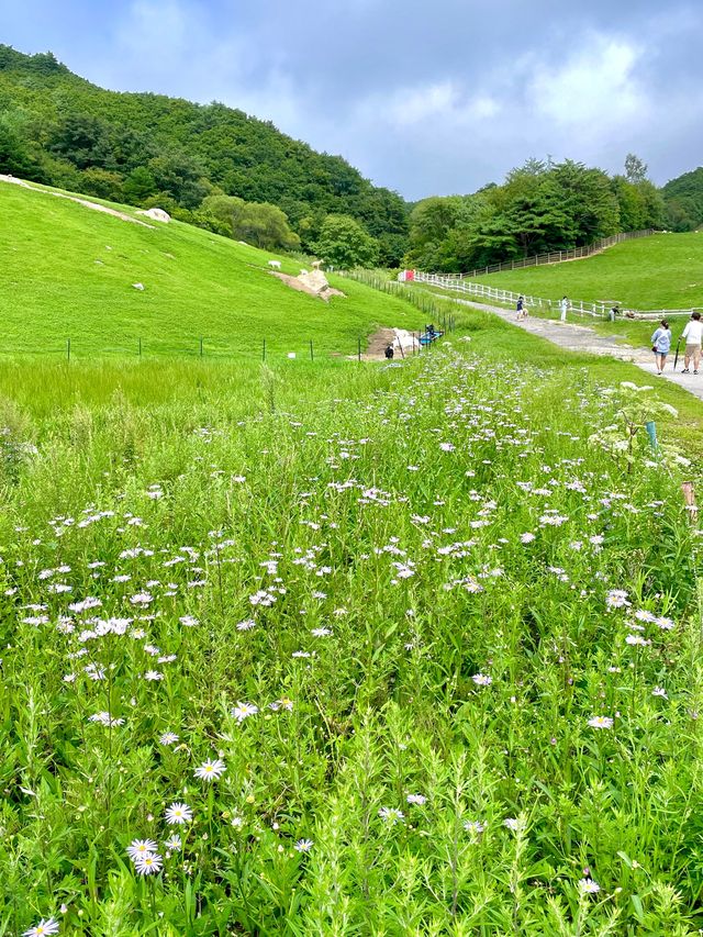 자연에서 뛰노는 양들을 가까이서 만날 수 있는 대관령 하늘목장🐑