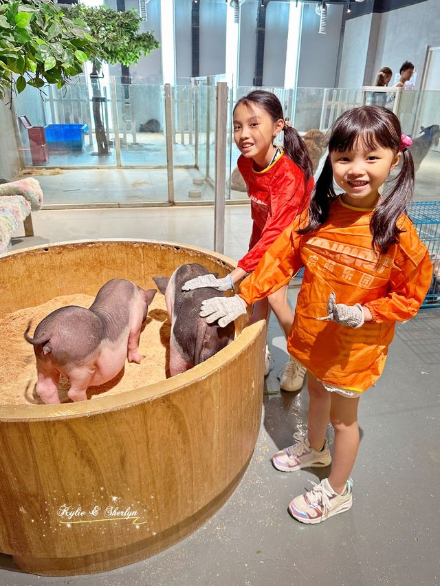 深圳小小室內動物園 — 餵草泥馬🦙、梅花鹿、孔雀🦚