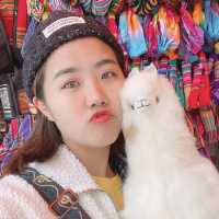 볼리비아 코파카바나 대성당 주변 놀거리 먹거리 ☺️