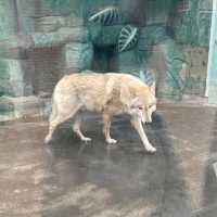 入場料 大人500円！大満足 天王寺動物園