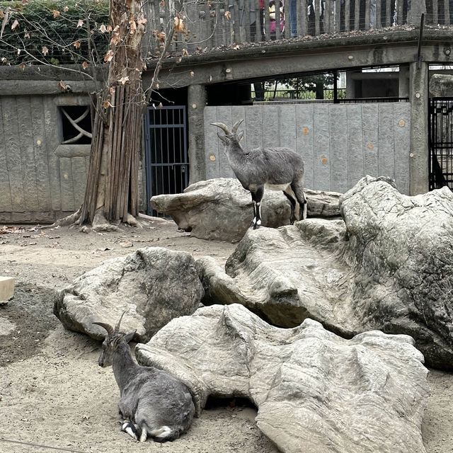 Chengdu Zoo Trip