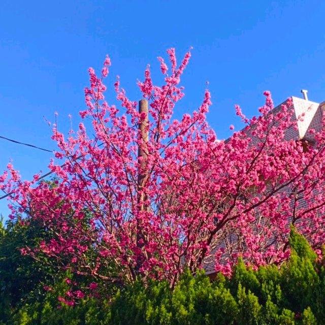 ［陽明山 美景］平菁街42巷櫻花盛開