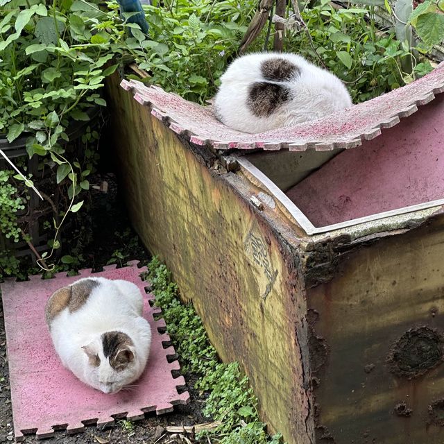 บ้านแมว Houtong Cat Village 🐈🐈‍⬛
