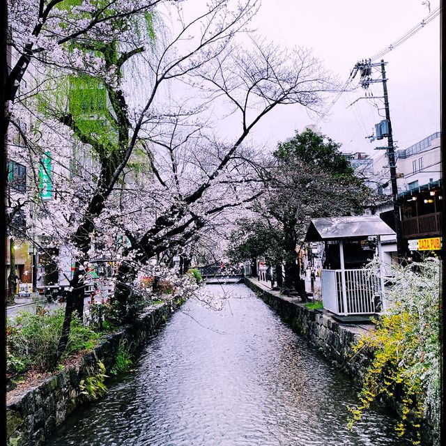 🇯🇵A street covered with beautiful Sakura🌸