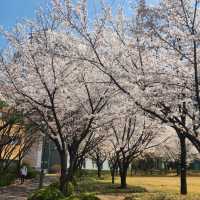 성균관대학교 자연캠퍼스의 봄 모습 🌸🌸🌸