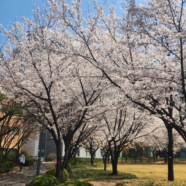 성균관대학교 자연캠퍼스의 봄 모습 🌸🌸🌸