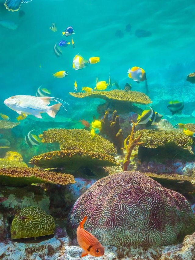 ตื่นตาโลกใต้น้ำ Rayong Aquarium🐠🐡
