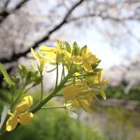 新境川　桜並木