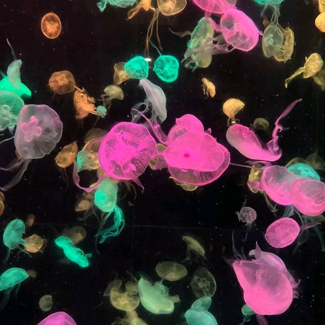 珠海長隆海洋王國之海洋動物