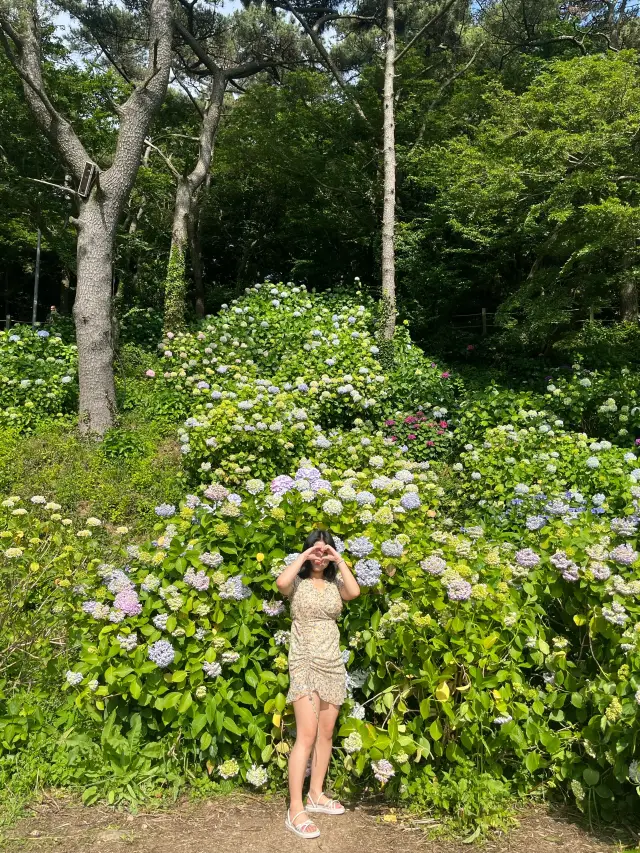 수국하면 빠질 수 없는