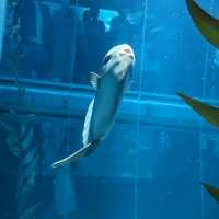 【巨大水槽を浅瀬から深層まで眺める】水族館