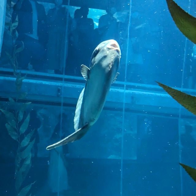 【巨大水槽を浅瀬から深層まで眺める】水族館