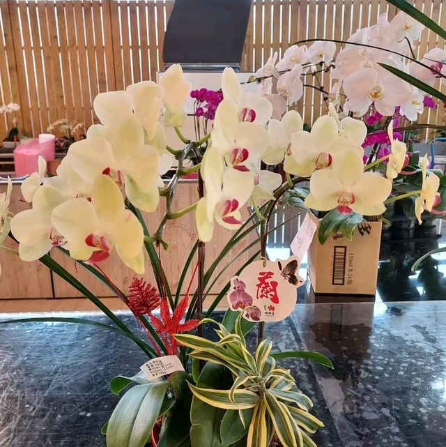 礁溪金車蘭花公園｜與動植物近距離親近🧡慵懶水豚君、愛抓癢大嘴鳥