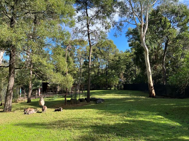 호주 동물들을 가까이서 볼 수 있는 Healesville Sanctuary
