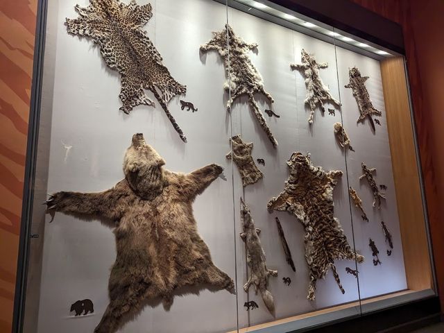 Shanghai Natural History Museum 🦕✨