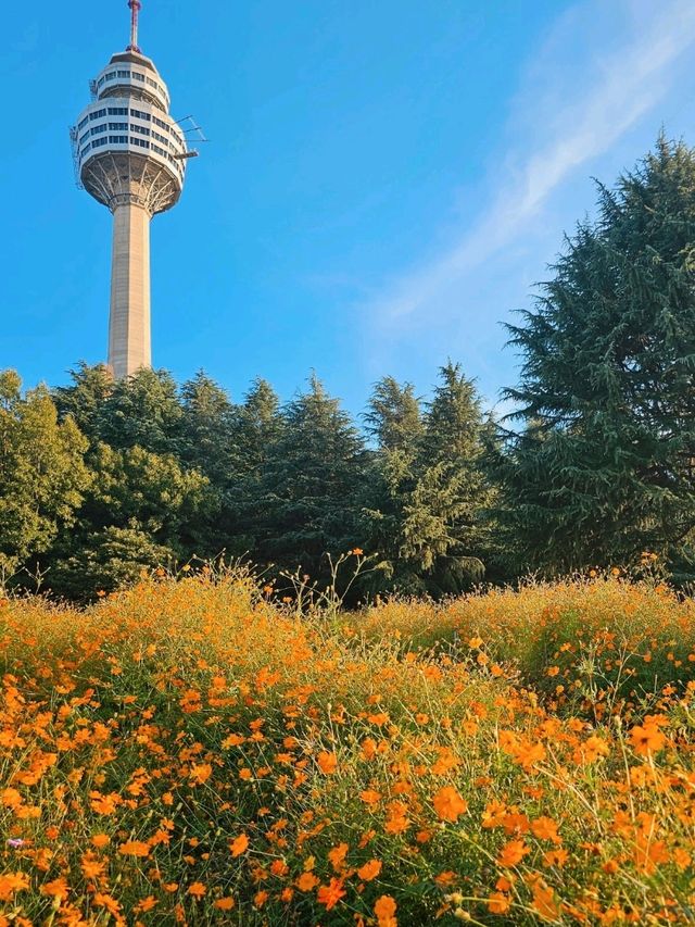 가을 코스모스 명소 이월드