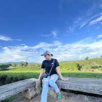 ไร่ชาฉุยฟง 🍃🌱🌿🍃