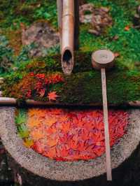 【京都楊谷寺】花手水と紅葉🍁両方楽しめるスポット