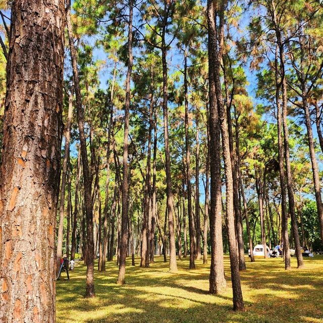 都市中的綠洲🏕