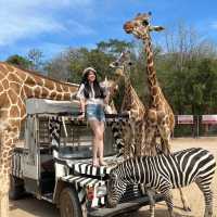 safari park is far from Bangkok around 3hours traffic by car, but it’s really worth to go.