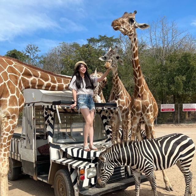 safari park is far from Bangkok around 3hours traffic by car, but it’s really worth to go.